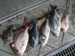 カンゴバエ、マダイ・チヌ・グレなどの釣果〜フカセ釣りで〜