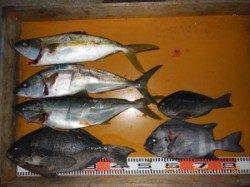 夕方の磯、カゴ釣りでヒラマサ・グレ