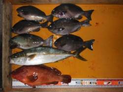 三尾の磯　ふかせ釣りでヒラマサ・アコウ・グ…