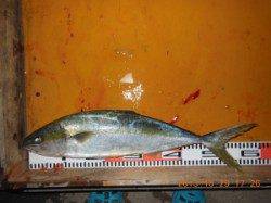 夕方の磯、カゴ釣りでヒラマサ・グレ