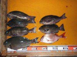 三尾の磯　ふかせ釣りでヒラマサ・アコウ・グレ