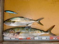 新温泉エリアの磯、トップとカゴ釣りでヒラマ…