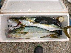 新温泉エリアの磯、トップとカゴ釣りでヒラマサの釣果