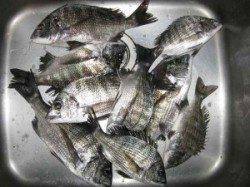 今日も宮崎筏でヒラメが上がっています!チヌも絶好調!