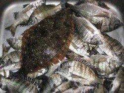 今日も宮崎筏でヒラメが上がっています!チヌも絶好調!