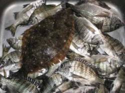 今日も宮崎筏でヒラメが上がっています！チヌ…