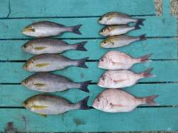 ヒラバエ　カゴ釣りでイサギ・小ダイなどの釣…