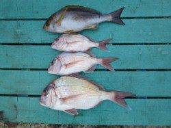 ヒラバエ　カゴ釣りでイサギ・小ダイなどの釣果