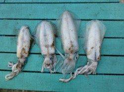 工場裏　ヤエンでアオリイカ〜0.8kg4ハイ