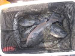 双子の親　フカセ釣りでグレ・イサギ・シマア…