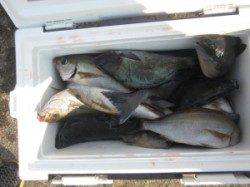 双子の親　フカセ釣りでグレ・イサギ・シマアジ