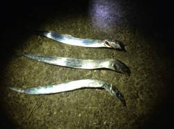 武庫一でタチウオワインド、シャクリまくって…