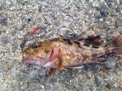 武庫一でタチウオワインド、シャクリまくってヒット