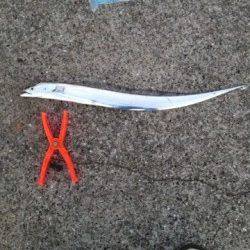 南芦屋浜でワインド、6時前に待望のヒット