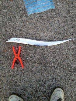 南芦屋浜でワインド、6時前に待望のヒット