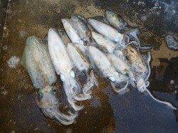 湯浅の磯でのエギング！HITカラーはアジカラー