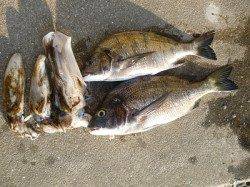 快釣！湯浅のアオリイカ★新子36ハイ★