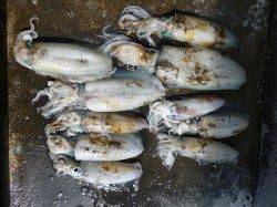 本日もアオリイカ　〜HITカラーはレッド　グリーン〜