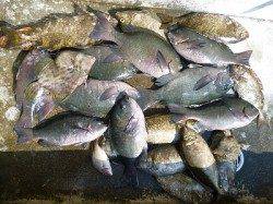 ヌカ切りでグレ・アイゴ　快釣です★