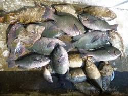 ヌカ切りでグレ・アイゴ　快釣です★