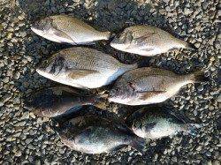 湯浅の磯　紀州釣りでチヌ&グレ