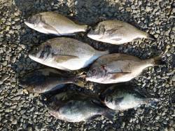 湯浅の磯　紀州釣りでチヌ&グレ