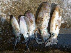湯浅の磯でヤエン釣り、アオリイカ5ハイ