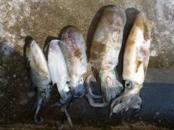 湯浅の磯でヤエン釣り、アオリイカ5ハイ