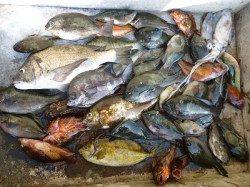 湯浅の磯★フカセで魚種多様に楽しみました★