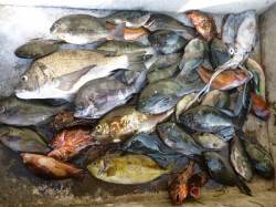 湯浅の磯★フカセで魚種多様に楽しみました★…