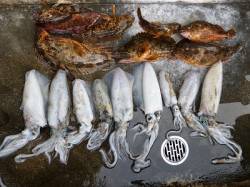 渡船を使ってヤエン釣り、アオリイカ　他ガシ…