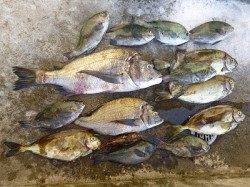 湯浅の磯　フカセ釣りで良型チヌとアイゴの釣果