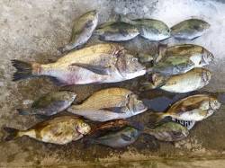 湯浅の磯　フカセ釣りで良型チヌとアイゴの釣…