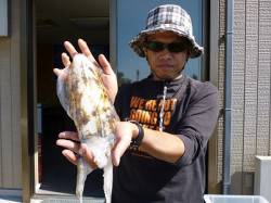 エギングで胴長15cm～25cmのアオリイ…