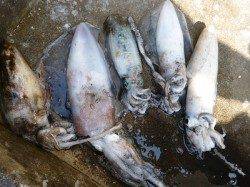 湯浅の磯　ヤエンのアオリ、サイズUPしてきています