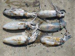 ヤエンで810gのグッドサイズ☆湯浅の磯