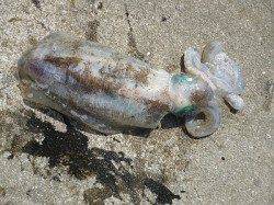 ヤエンで810gのグッドサイズ☆湯浅の磯