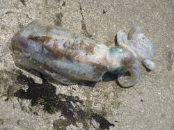 ヤエンで810gのグッドサイズ☆湯浅の磯