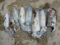 湯浅の磯、ウキとヤエンでアオリの釣果☆