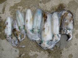 湯浅の磯、ウキとヤエンでアオリの釣果☆