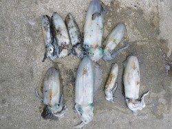 湯浅の磯、ウキとヤエンでアオリの釣果☆