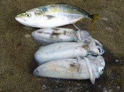 ヤエンで53cmのハマチも♪　アオリも最大520g