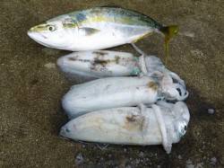 ヤエンで53cmのハマチも♪　アオリも最大…