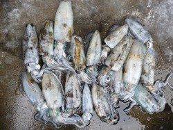 湯浅の磯、エギングで10杯オーバーの釣果あり！