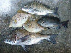 湯浅の磯、45cmの良型チヌやグレなどの釣果