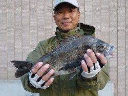 湯浅の磯、45cmの良型チヌやグレなどの釣果