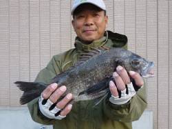 湯浅の磯、45cmの良型チヌやグレなどの釣…