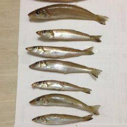 都志、1投目から良型キスがヒット♪