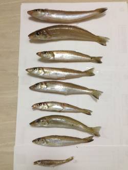 都志、1投目から良型キスがヒット♪