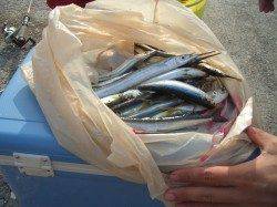 お手軽なサビキ釣りとサヨリを狙って岩見の波止へ